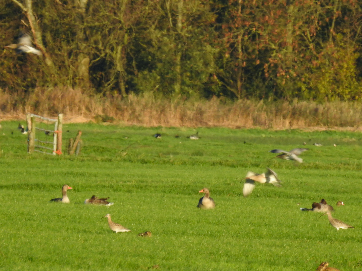 Wulp, juveniel of regenwulp?